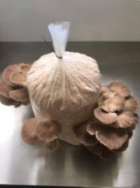 Grow your own mushrooms