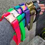 Led &amp; Collared